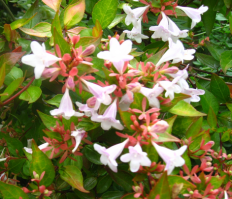 Flor Abelia grandiflora12